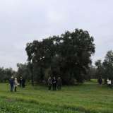 La "Pianta Madre" si trova su un terreno privato in contrada �Lago Martino�, a Corato, in provincia di Bari